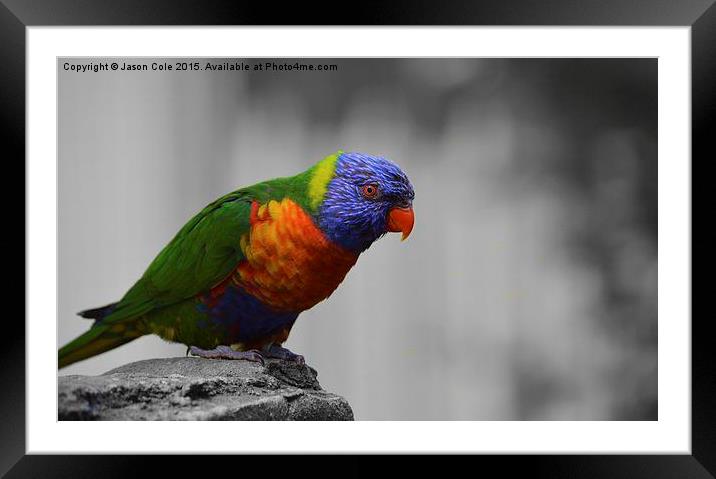  Colourful Bird Framed Mounted Print by Jason Cole