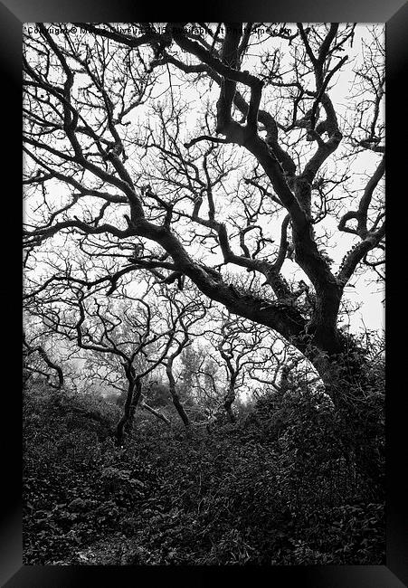 Gothic Woods II Framed Print by Marco Oliveira
