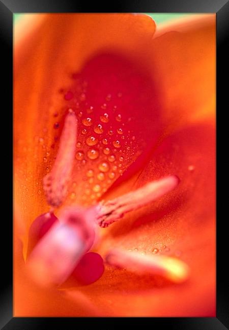  Tulip after the rain Framed Print by Paul Williams