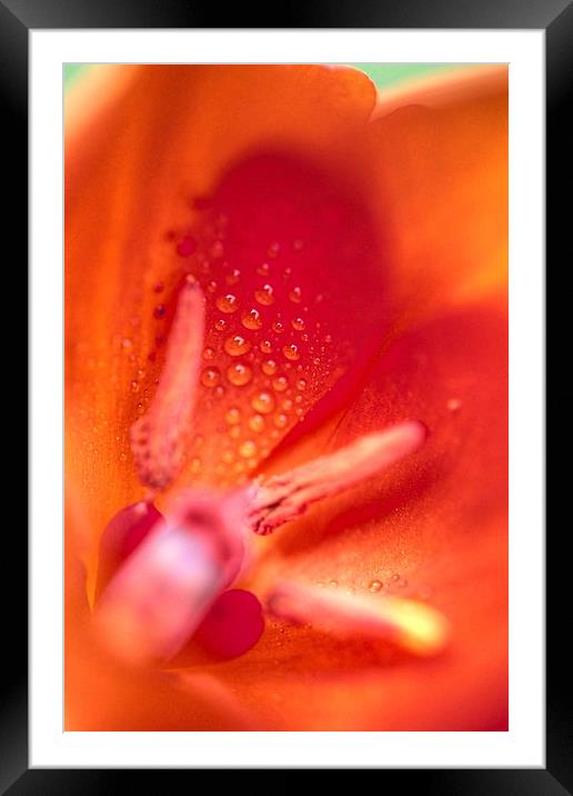  Tulip after the rain Framed Mounted Print by Paul Williams