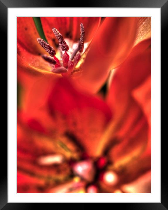 Red Flower Trip Framed Mounted Print by Paul Williams