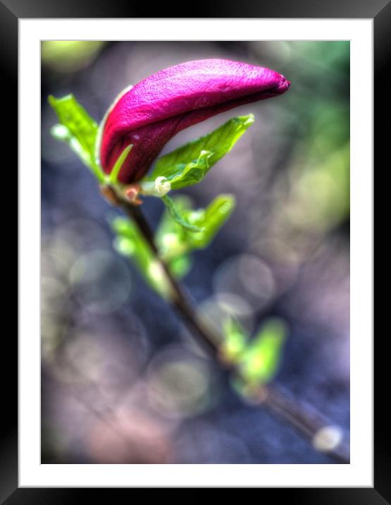 Purple Flower Dream Framed Mounted Print by Paul Williams