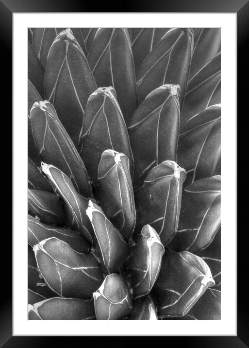Black and White pointy plant Framed Mounted Print by Paul Williams