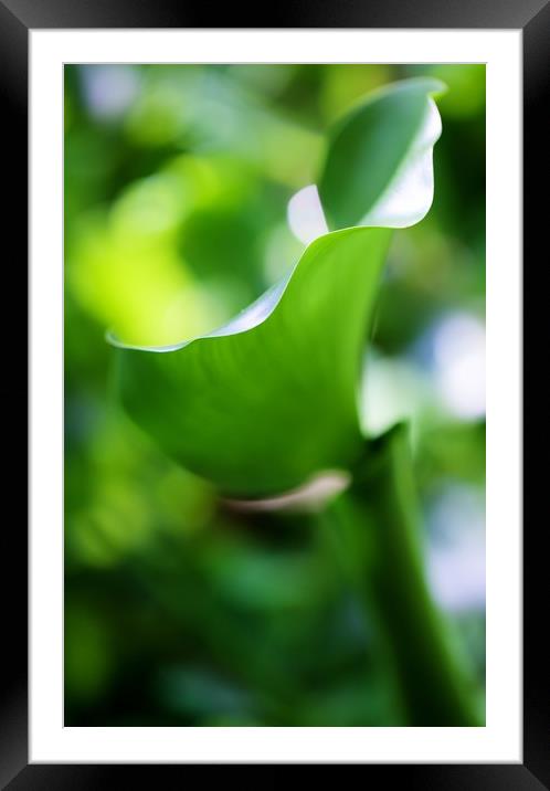 Fifty shades of Green Framed Mounted Print by Paul Williams