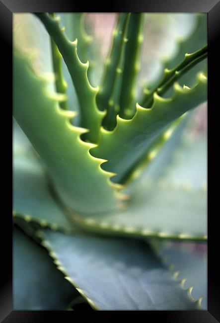 Cactus with serrated edged leafs Framed Print by Paul Williams