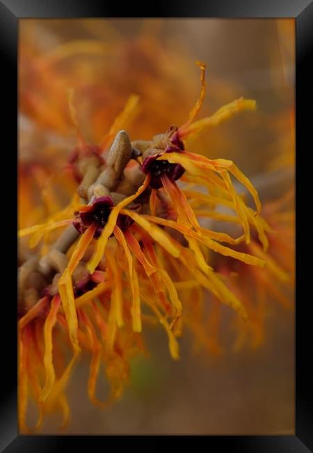 Orange Ribbon Flower Framed Print by Paul Williams