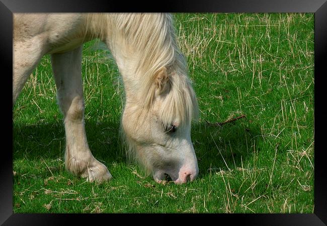  White Horse Framed Print by Elaine Turpin