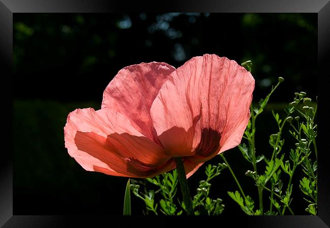  Oriental Poppy Framed Print by Elaine Turpin