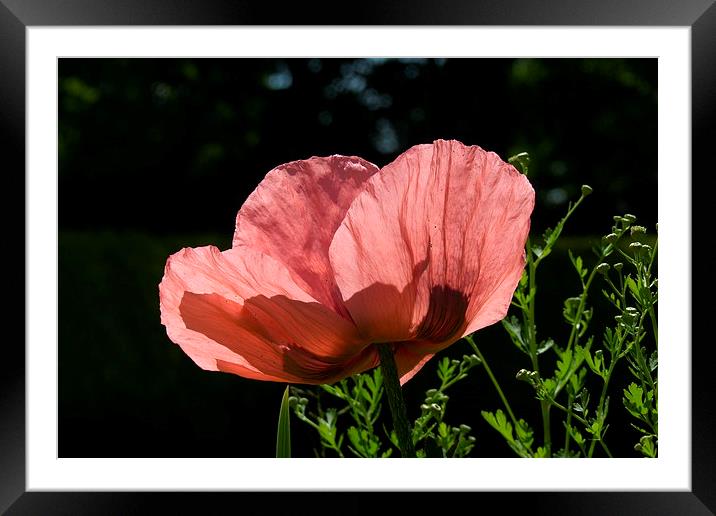  Oriental Poppy Framed Mounted Print by Elaine Turpin