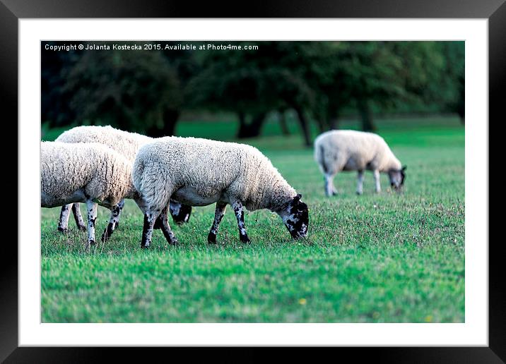   Flock of sheep Framed Mounted Print by Jolanta Kostecka
