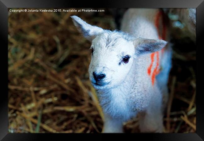  Little lamb Framed Print by Jolanta Kostecka