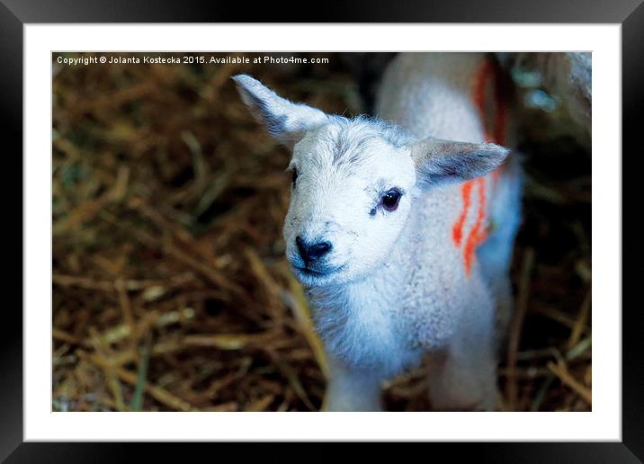  Little lamb Framed Mounted Print by Jolanta Kostecka