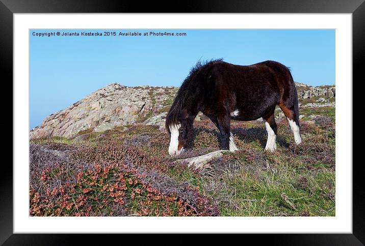  Wild mountain horse Framed Mounted Print by Jolanta Kostecka