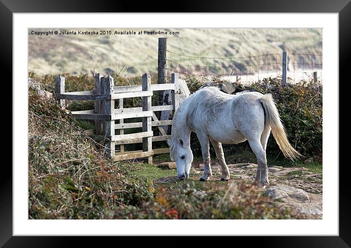  Wild mountain pony Framed Mounted Print by Jolanta Kostecka