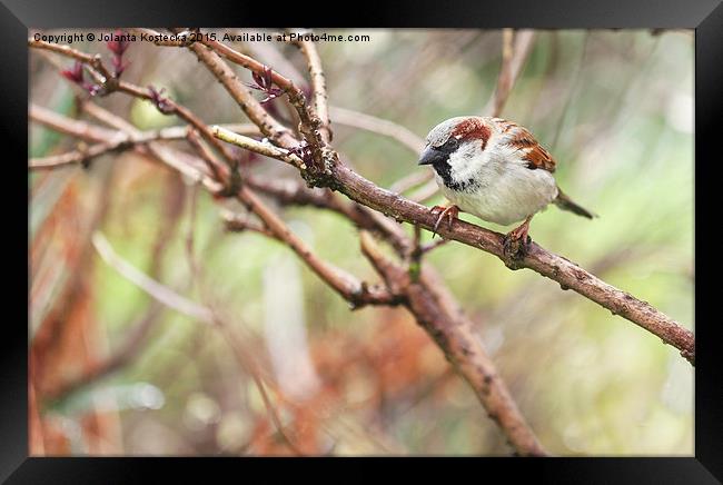 Little sparrow  Framed Print by Jolanta Kostecka