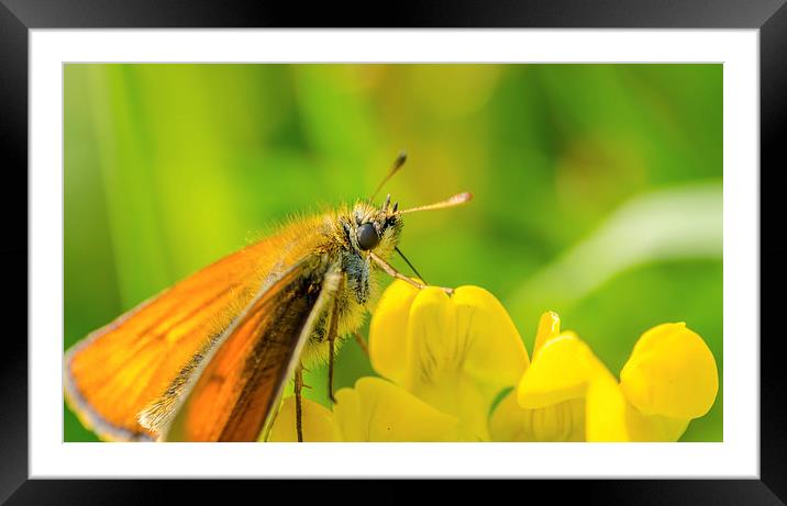 Butterfly having a drink in the sun Framed Mounted Print by Thomas Hipkiss