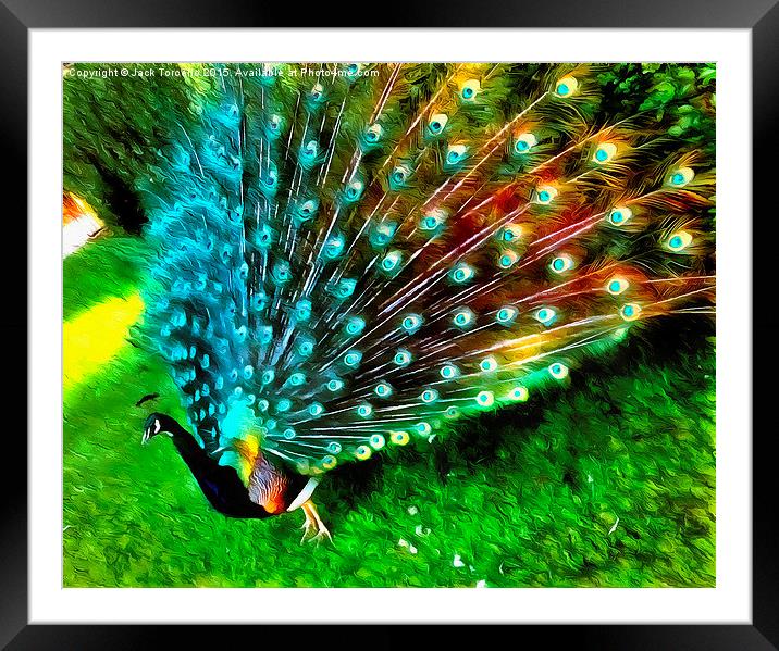  Peacock in Splendour! Framed Mounted Print by Jack Torcello