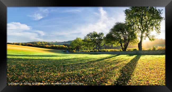 Backlit autumn trees Framed Print by Adrian Brockwell