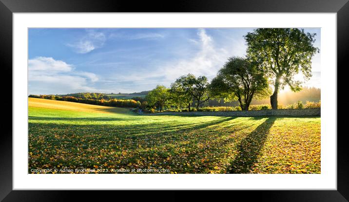 Backlit autumn trees Framed Mounted Print by Adrian Brockwell