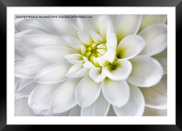 White Dahlia Framed Mounted Print by Adrian Brockwell