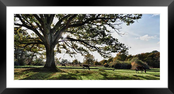 New Forest Horses Framed Mounted Print by Adrian Brockwell
