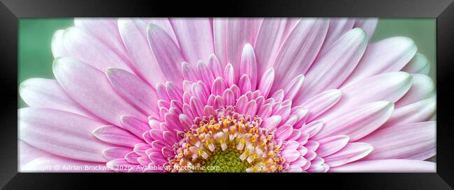 Pink Chrysanthemum Framed Print by Adrian Brockwell