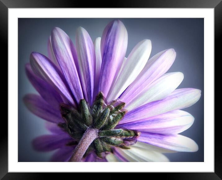 Purple Daisy Framed Mounted Print by Adrian Brockwell