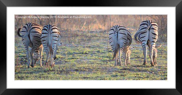  Zebra bums Framed Mounted Print by Angela Starling