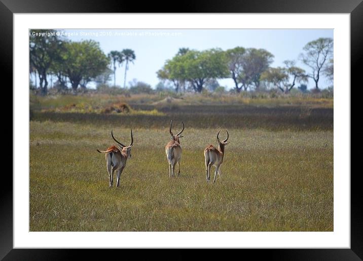  Red Lechwe running Framed Mounted Print by Angela Starling