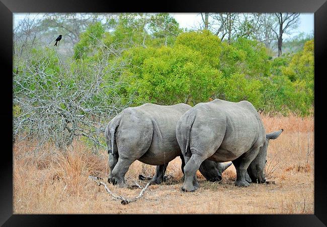  White Rhinoceros Framed Print by Angela Starling