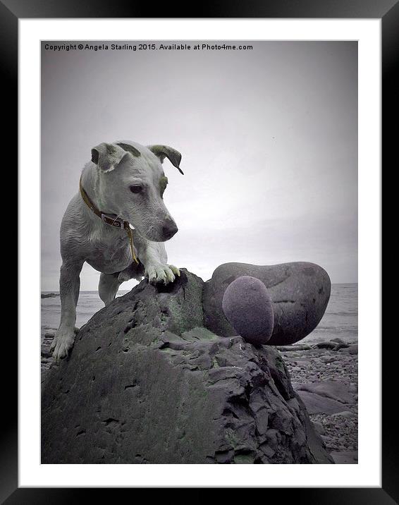  Jack Russell knocking down my art. Framed Mounted Print by Angela Starling