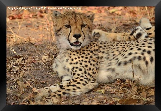  Cheetah relaxing Framed Print by Angela Starling