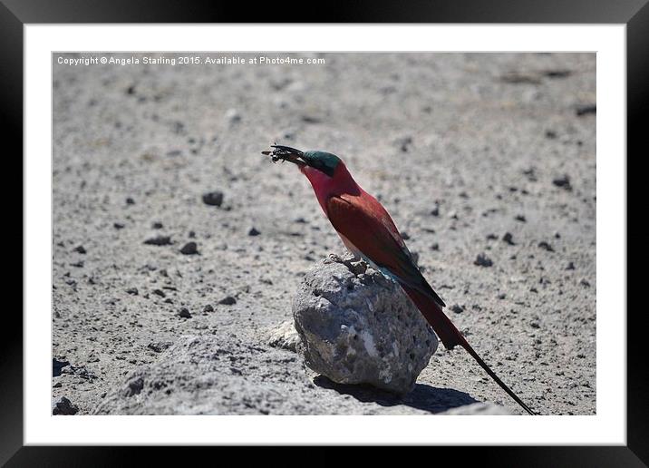  African Bee Eater Framed Mounted Print by Angela Starling