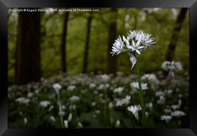 Wild  Garlic Woodland Framed Print by Angela Starling