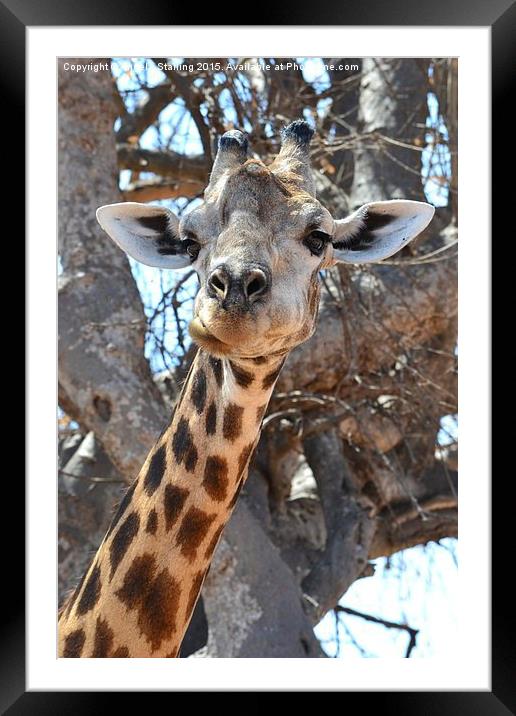 African Giraffe. Framed Mounted Print by Angela Starling