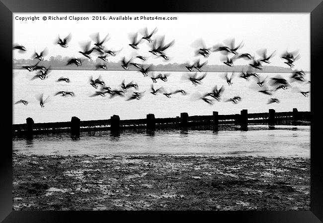 Flying Geese Framed Print by Richard Clapson