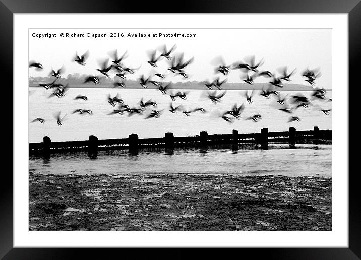 Flying Geese Framed Mounted Print by Richard Clapson