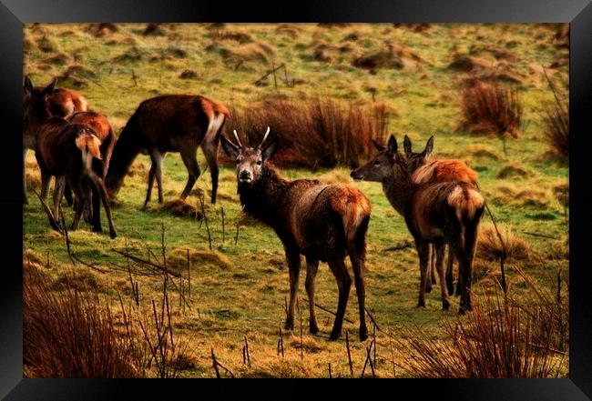 Exmoor deer  Framed Print by amy copp