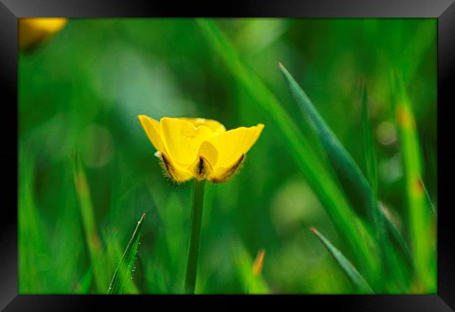  buttercup  Framed Print by amy copp