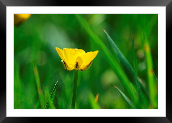 buttercup  Framed Mounted Print by amy copp