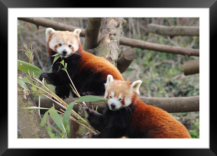 Red Pandas Framed Mounted Print by John Mitchell