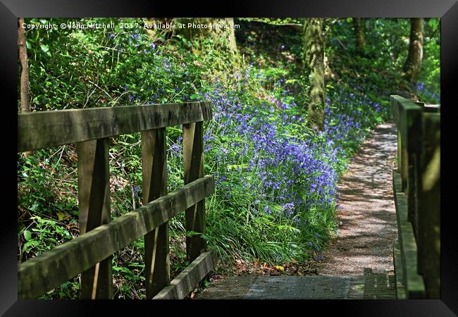 Bluebell Path Framed Print by John Mitchell