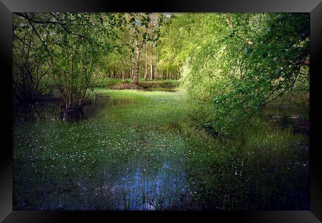 Fairy Tails Landscape Framed Print by Svetlana Sewell