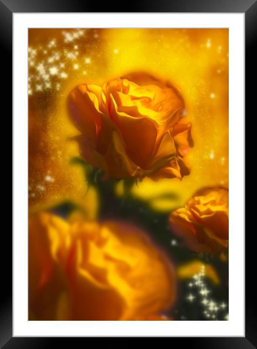  Golden Roses Framed Mounted Print by Svetlana Sewell