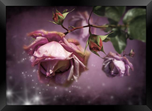  Dusky Pink Roses Framed Print by Svetlana Sewell