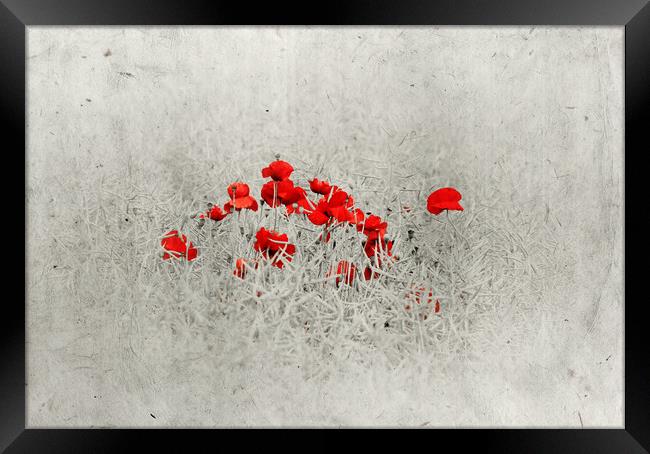  Poppies Framed Print by Svetlana Sewell