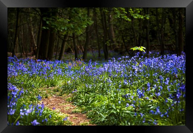  Bluebells of Forest Framed Print by Svetlana Sewell