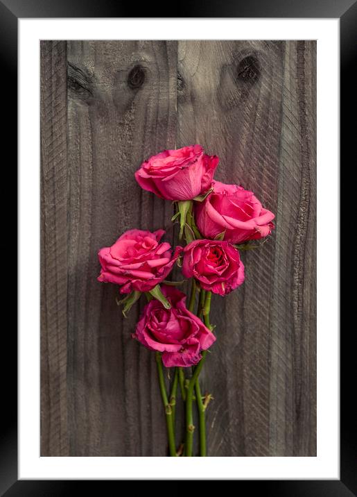  Bouquet of Roses Framed Mounted Print by Svetlana Sewell