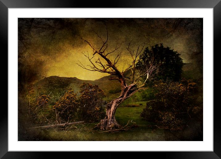  Dead Tree Framed Mounted Print by Svetlana Sewell
