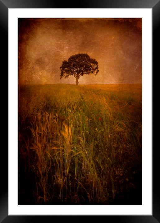  Lonely Tree Framed Mounted Print by Svetlana Sewell
